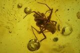 Two Fossil Wasps, a Spider and Flies in Baltic Amber #142246-4